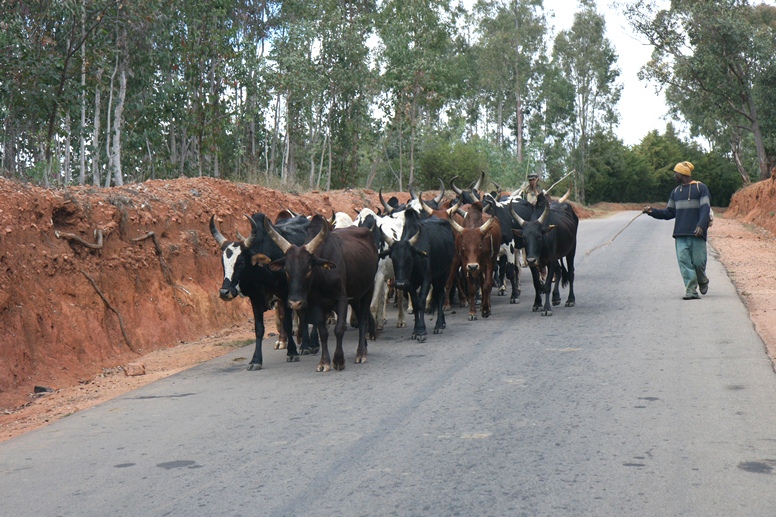 zebu